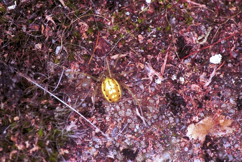 Enoplognatha_ovata_F1893_Z_75_Les Gris_Frankrijk.jpg